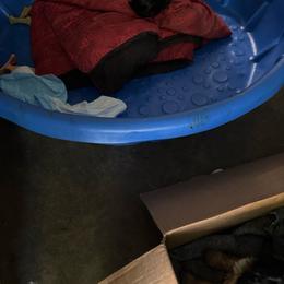 Girl 6 - Blue and gold female Yorkshire Terrier puppy in Marion, Indiana from Brandon's Yorkshire Terriers