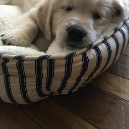 Golden Retriever and Labrador Retriever Puppies from Bear Pond Retrievers
