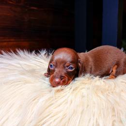 Lainey - Chocolate and tan female Dachshund puppy in Washburn, Tennessee from Clinch Mountain Dachshunds