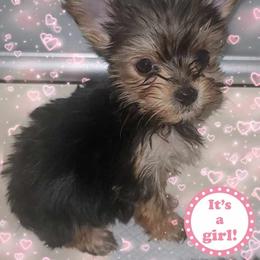 Yorkshire Terrier Puppies from Yorkie Your Soulmate Puppy