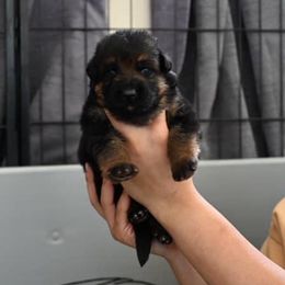 German Shepherd Puppies from Riverline Shepherds