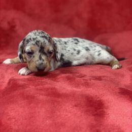 Leona - Dapple female Dachshund puppy in Richmond, Virginia from Paw Prints