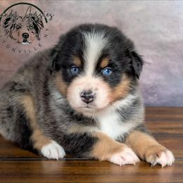 Willow - Black tri-color female Australian Shepherd puppy in Fultonville, New York from Sandy Aussies & Pomeranians