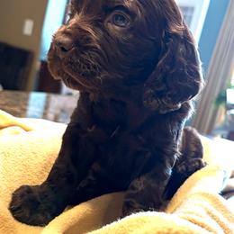 Boy 2 - Brown male Boykin Spaniel puppy in Dublin, Georgia from T3 Kennel