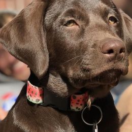 Labrador Retriever All Grown Up from Rocky Mountain Dogs - Utah