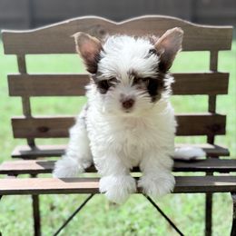 TINY BIRO BOY Akc Rhett 2250 - Chocolate tan and white male Biewer Terrier puppy in Cartersville, Georgia from Alpha Tiny Paws