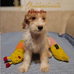 Aphrodite - Parti female Goldendoodle puppy in Milton, Florida from Sutton Place Doodles