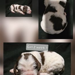 Girl 2 - Liver white and roan female English Springer Spaniel puppy in Lakeland, Georgia from A&N Hobby Farm