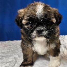 Mazy (Sophia) - Tricolor female Shih Tzu puppy in Brighton, Missouri from Morningstar's Shih Tzu