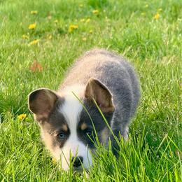 Polar Bear - Black and tan male Pembroke Welsh Corgi puppy in Ashland, Ohio from SS Australian Shepherds