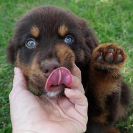 Boy 1 - Red tri male Miniature Australian Shepherd puppy in Lawton, Oklahoma from Lindsey’s Aussies