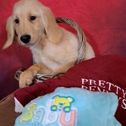 He is a Healthy Happy little boy. - Light golden Golden Retriever puppy in Loomis, California from Davids Golden Retrievers