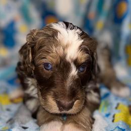 Blaze - Brown merle male Aussiedoodle puppy in Liberty, Texas from Poodles and Doodles Most Excellent Adventures