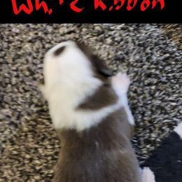 Girl 5 - female Border Collie puppy in Aberdeen, Washington from Misty Mountain Border Collies