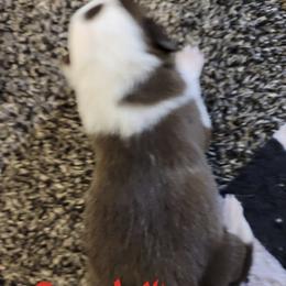 Girl 5 - female Border Collie puppy in Aberdeen, Washington from Misty Mountain Border Collies