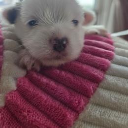 Snow - Chocolate, tan and white female Yorkshire Terrier puppy in Atlantic City, New Jersey from Kim Hoang's Yorkies