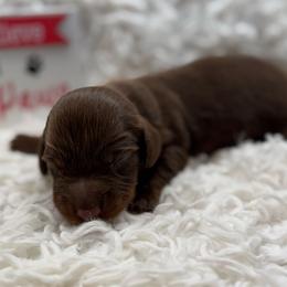 Art - Chocolate and tan male Dachshund puppy in Colbert, Oklahoma from Brooke Crenshaw