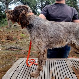 Kaiser - Wirehaired Pointing Griffon