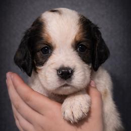 Valor - Black white and tan male English Springer Spaniel puppy in Florida from Thunderbird Springers