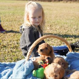 Goldendoodle Puppies from Forever Snuggly Goldendoodles