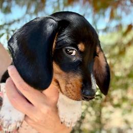 Shades AKC FULL - Piebald male Dachshund puppy in Gentry, Arkansas from Sweet As Pie Doxies