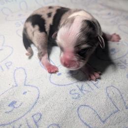 Romeo - Blue merle male Toy Australian Shepherd puppy in Lakeland, Florida from Under the Oak Aussies