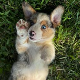 Amarillo - Blue merle and white male American Corgi puppy in Nortonville, Kansas from Low Riders Corgis & Mini Aussies