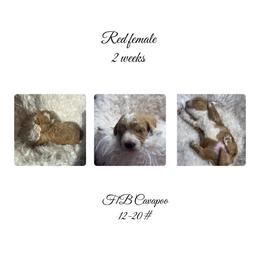 Red female - Red female Cavapoo puppy in Clarksville, Iowa from Iowa Heartland Doodles