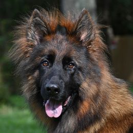 Gyna - German Shepherd