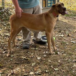 Brandi - Great Dane