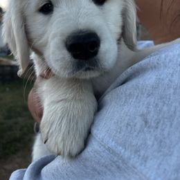 Golden Retriever Puppies from Panhandle PawsNClaws