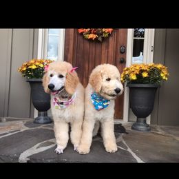 Poodle Puppies from Southern Standards Standard Poodles