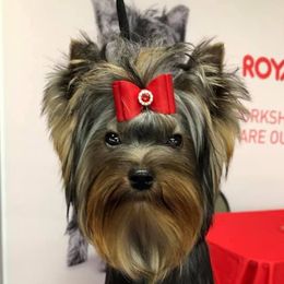 Yorkshire Terriers from KanDew Yorkies