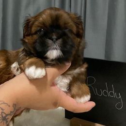 Ruddy - Tricolor male Shih Tzu puppy in Chico, California from North State Shih tzus