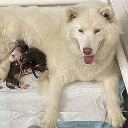 Siberian Husky All Grown Up from Freedom Huskies