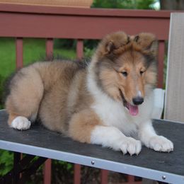 Collie Puppies from 'Twas Collies