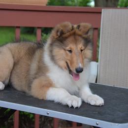 Collie Puppies from 'Twas Collies