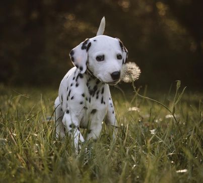 An puppy dalmatian stands in a field by a dandelion