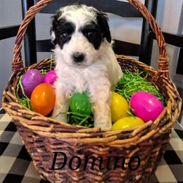 DOMINO - Parti male Labradoodle puppy in Sussex, Wisconsin from Dancing Doodles