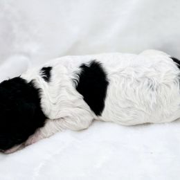 Goldendoodle Puppies from Honey's Bunches