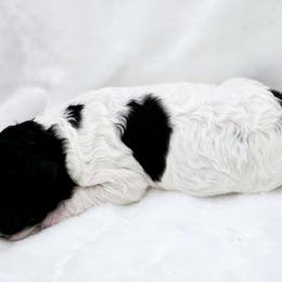 Goldendoodle Puppies from Honey's Bunches