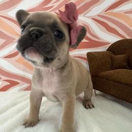 Star - Blue fawn female French Bulldog puppy in Riverview, Florida from The Frenchie Lady Co.