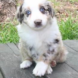 Cinder - Red merle female Australian Shepherd puppy in Macon, Georgia from Shaina’s Shepherds