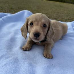 JB Mauney - Cream male Dachshund puppy in Bradenton, Florida from Winsor Family Dachshunds