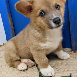 Pembroke Welsh Corgi Puppies from Wartooth Cowdogs