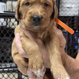Girl 2 - Dark golden Golden Retriever puppy in Lake Winnebago, Missouri from Hunt 'Em Up Goldens