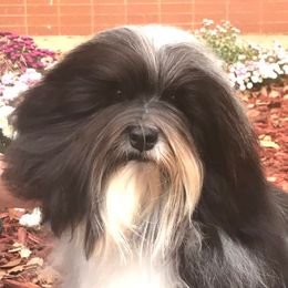 TWIST - Havanese