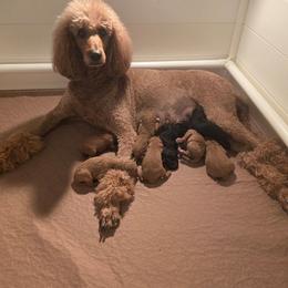 Girl 3 - Red  female Poodle puppy in Mesa, Arizona from Desert Doodles