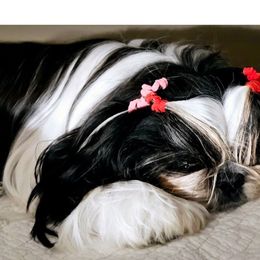 Olivia - Shih Tzu