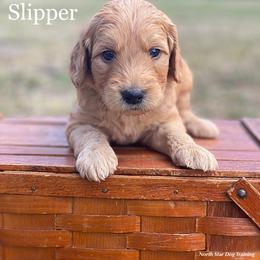Lady Slipper - Goldendoodle puppy in Lancaster, Minnesota from North Star Dog Training